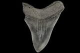 Serrated, Fossil Megalodon Tooth - Georgia #109348-2